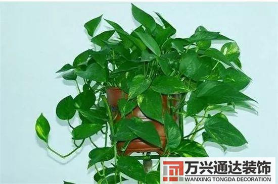 大门植物风水大门前种什么植物风水好