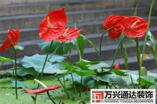 大门植物风水大门前种什么植物风水好