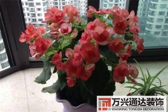 大门植物风水大门前种什么植物风水好