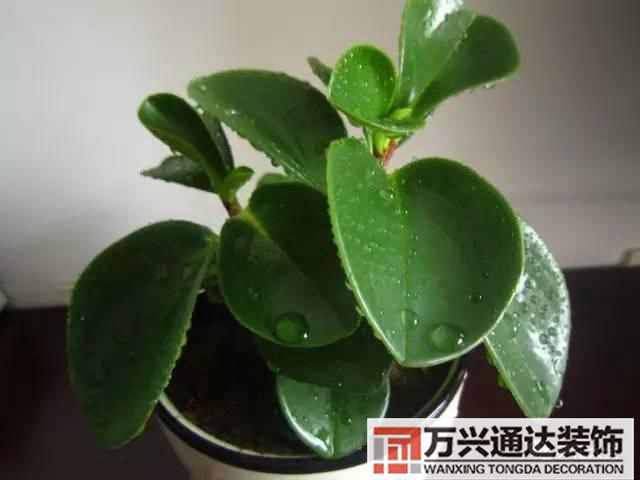 水仙花的风水家里养水仙花风水